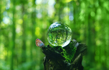 Butterfly and Crystal ball on tree stump in forest, abstract natural green background. magic...