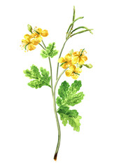 Celandine flower,  herbal medicine, medical plant. Hand drawn watercolor illustration, isolated on white background