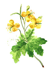 Celandine flower, herbal medicine, medical plant. Hand drawn watercolor illustration, isolated on white background