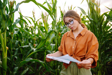 A farmer woman stands in a field and inspects a green corn plantation. Agricultural industry....