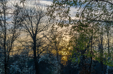 Obraz na płótnie Canvas Background of branches over sky at sunset