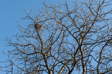 Background of leafless branches
