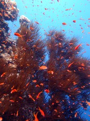 Fototapeta na wymiar Blue hole fish and coral reef at red sea egypt