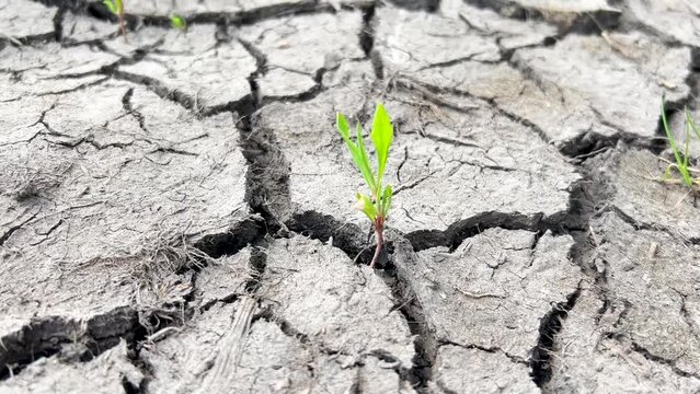 Earth drought and climate change. Dry cracked soil after severe drought
