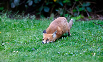 Naklejka na ściany i meble Urban fox cubs exploring the garden
