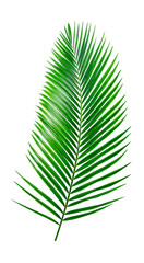 Green Palm leaf Coconut leaves on white background isolate with clipping path it easy to cut and edit.