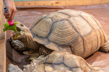 Sulcata tortoise eating vegetables on the wooden floor. It's a popular pet in Thailand. - 607001364