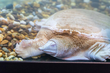 Albino softshell turtle is resting in the cabinet.