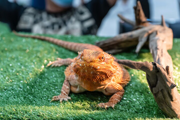 Bearded dragon lizard are bathed in the light. It's a popular pet in Thailand.