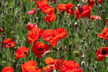 Vibrant Poppies close up at West Pentire