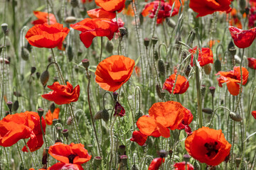 Fototapeta premium Vibrant Poppies close up at West Pentire