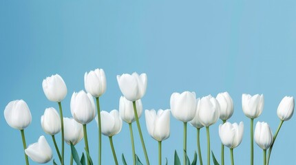 Bouquet of white tulips on pastel blue background. Generative AI.