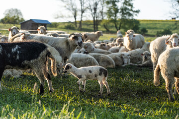 Fototapeta premium Sunlit Morning Herd: Sheep Flock in a Serene Sunrise