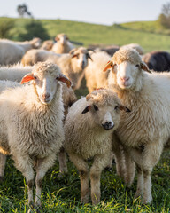 Three sheep gazing at the camera amidst mountain flock