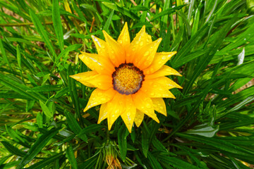 Yellow flower in the garden