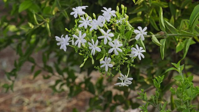 A closeup of a bunch of jasmine flowers blooming on a plant branch during spring