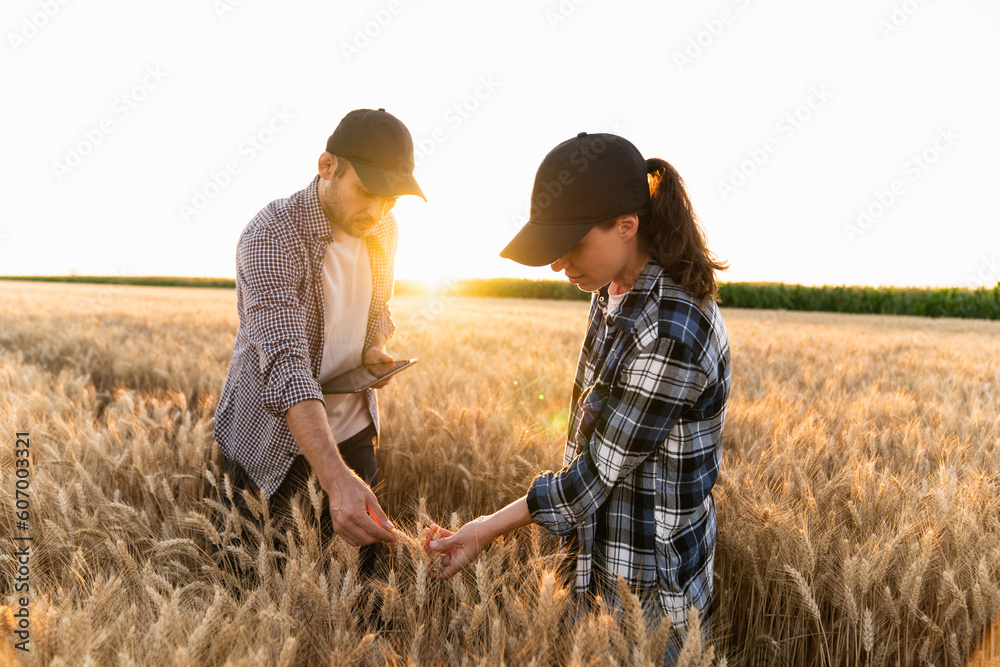 Poster couple of farmers examines the field of cereals and sends data to the cloud from the tablet. smart f