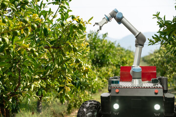 Autonomous robot harvester with robotic arm harvesting fruits on a smart farm. Concept