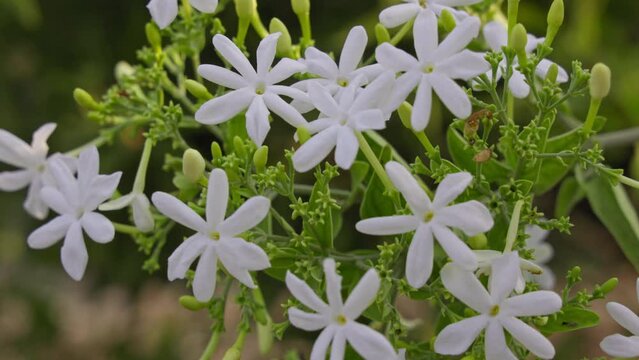 A closeup of a bunch of jasmine flowers blooming on a plant branch during spring