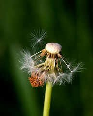 Spring image of dandelion on green blurred background