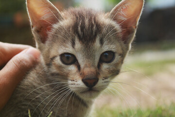 kitten sitting on a grass and straightly looking at the camera with full of curiosity.