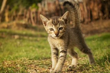 A little curious kitten is looking at the camera.