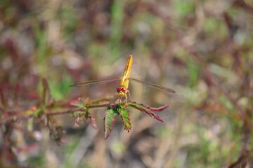a golden dragonfly perched on a branch of a shrub with a blurred background