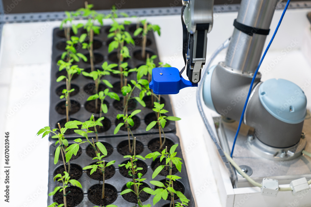 Poster A robot in a greenhouse evaluates the quality of tomato seedlings using a sensor. Smart farming concept