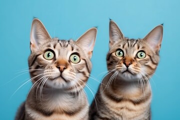 Surprised cats funny. Generate Ai