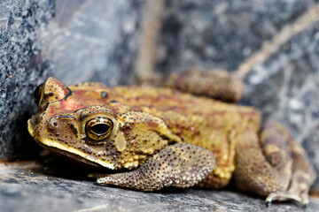 frog climbing the staris