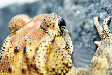 frog climbing the staris