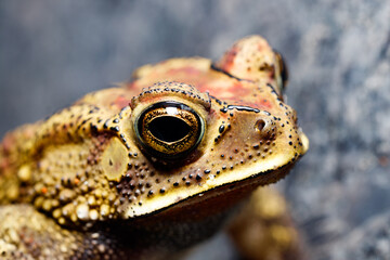 frog climbing the staris