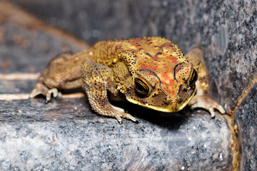 frog climbing the staris