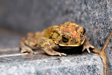 frog climbing the staris