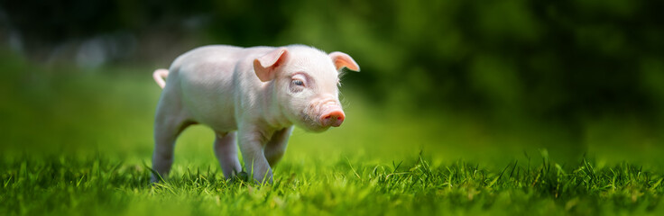 Newborn piglet on spring grass on a farm