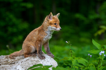 Naklejka na ściany i meble Red fox, vulpes vulpes, small young cub in forest . Wildlife scene from nature