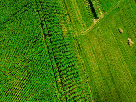 Cornfield aerial view. Symmetrical lines drone footage. Agro drone. The road crosses the field.