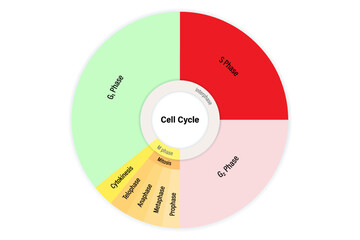 The cell cycle. Division cycle of eukaryotic cell. Mitosis and interphase cycle. A dividing cell. G1, S, G2, Cytokinesis and mitosis.