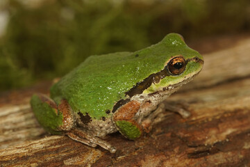 Obraz premium Closeup on a green North-American Pacific treefrog ,Pseudacris regilla sitting on moss