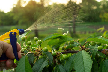 Preventive treatment of branches with cherry buds against pests and flies. Sprayer in gardener's...