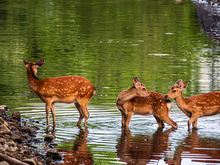 朝の公園の川を仲良く渡る鹿たち