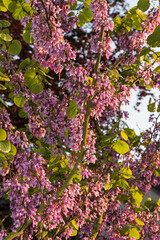 Judasbaum mit rosa Blüten, Zierstrach, Garten, Dekoration