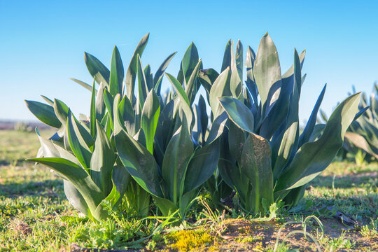 Plant of Drimia maritima or squill. Shot from the floor a cold morning of winter, Badajoz, Spain