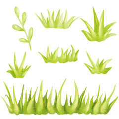 Tufts of fresh plants in close up isolated elements. Set of Watercolor green lush grass for spring or summer decoration. Collection of ecology outdoor blade elements growing in garden or meadows