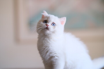 Award-winning British short hair cats and kittens