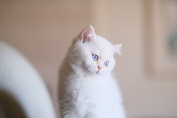 Award-winning British short hair cats and kittens