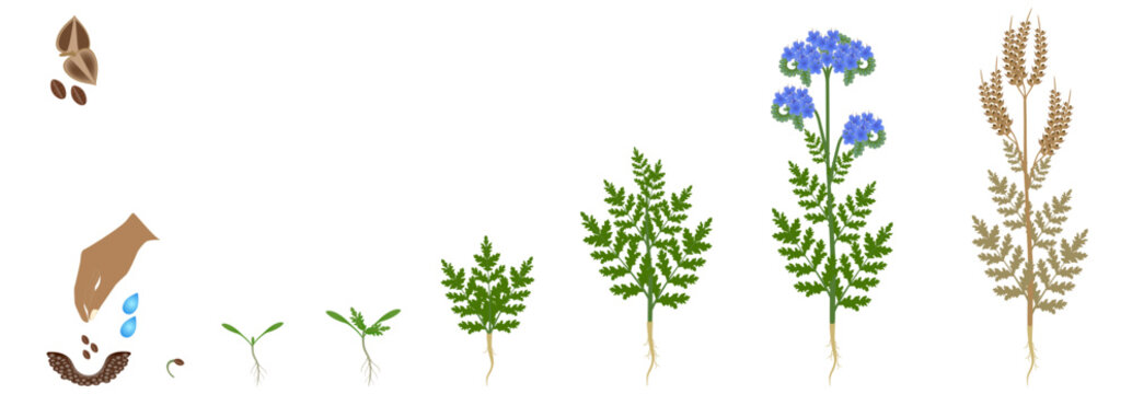 Cycle of growth of a phacelia plant plant isolated on a white background.