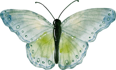 Obraz na płótnie Canvas Green earth tones butterfly watercolor painting