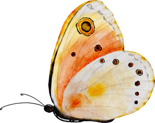 Yellow orange butterfly watercolor painting © Artnizu