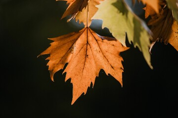 Closeup of drying maple leaves on branches in a field with a blurry background